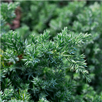 Juniper Breeze* Fragrance Oil 169